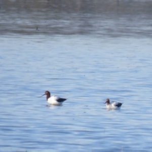 Recurvirostra novaehollandiae at Leeton, NSW - 30 Sep 2017