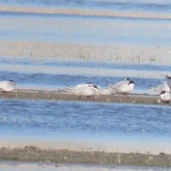 Chlidonias hybrida (Whiskered Tern) at Leeton, NSW - 30 Sep 2017 by Liam.m