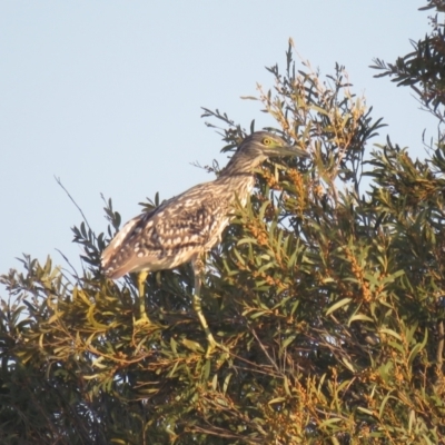 Nycticorax caledonicus (Nankeen Night-Heron) at Leeton, NSW - 30 Sep 2017 by Liam.m