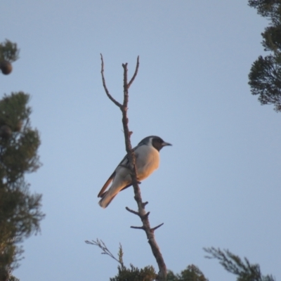 Artamus personatus (Masked Woodswallow) at Leeton, NSW - 30 Sep 2017 by Liam.m