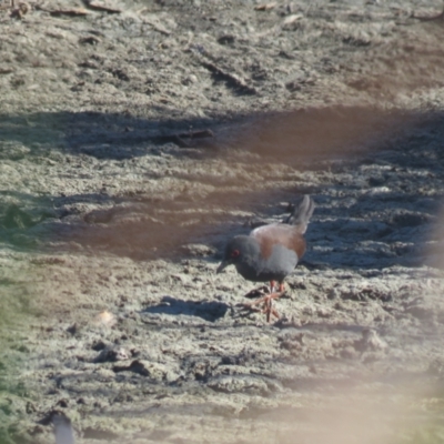 Zapornia tabuensis (Spotless Crake) at Leeton, NSW - 30 Sep 2017 by Liam.m