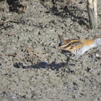 Zapornia pusilla (Baillon's Crake) at Leeton, NSW - 1 Oct 2017 by Liam.m