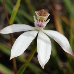 Caladenia moschata (Musky Caps) at Cook, ACT - 14 Oct 2021 by drakes
