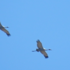 Antigone rubicunda (Brolga) at Leeton, NSW - 1 Oct 2017 by Liam.m