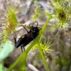 Grylloidea (superfamily) (Unidentified cricket) at Murrumbateman, NSW - 10 Oct 2021 by SimoneC