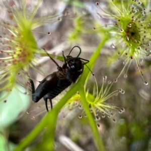 Grylloidea (superfamily) at Murrumbateman, NSW - 10 Oct 2021 01:41 PM