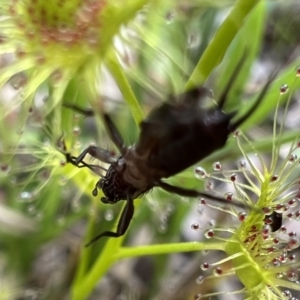 Grylloidea (superfamily) at Murrumbateman, NSW - 10 Oct 2021 01:41 PM