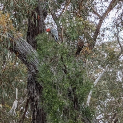Callocephalon fimbriatum (Gang-gang Cockatoo) at Currawang, NSW - 13 Oct 2021 by camcols
