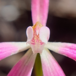 Caladenia fuscata at Cook, ACT - 15 Oct 2021