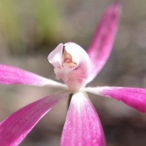 Caladenia fuscata at Cook, ACT - 15 Oct 2021