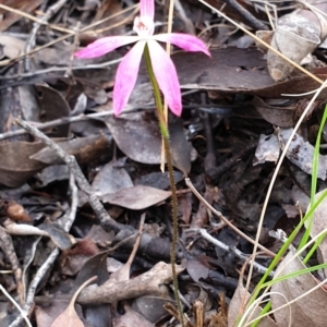 Caladenia fuscata at Cook, ACT - 15 Oct 2021