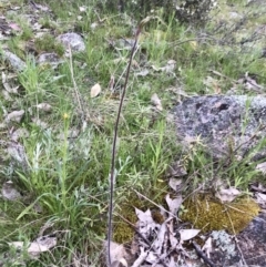 Caladenia atrovespa (Green-comb Spider Orchid) at Mount Taylor - 15 Oct 2021 by PeterR