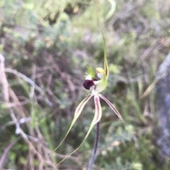 Caladenia atrovespa at Kambah, ACT - 15 Oct 2021