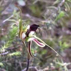 Caladenia atrovespa at Kambah, ACT - 15 Oct 2021