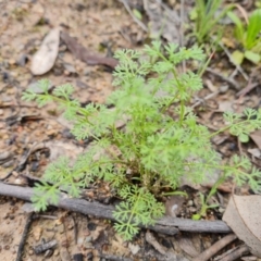 Daucus glochidiatus (Australian Carrot) at Jerrabomberra, ACT - 15 Oct 2021 by Mike