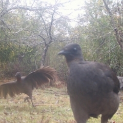 Menura novaehollandiae (Superb Lyrebird) at Mongarlowe, NSW - 27 Sep 2021 by LisaH