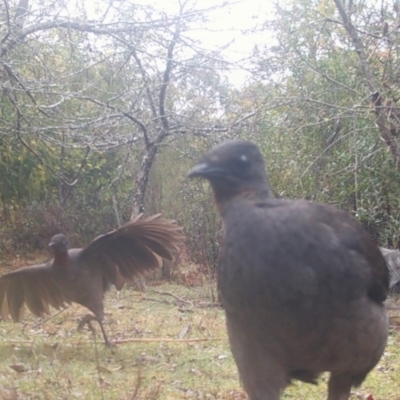 Menura novaehollandiae (Superb Lyrebird) at Mongarlowe, NSW - 27 Sep 2021 by LisaH