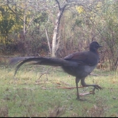 Menura novaehollandiae at Mongarlowe, NSW - 27 Sep 2021