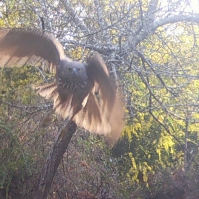 Tachyspiza fasciata (Brown Goshawk) at Mongarlowe, NSW - 10 Sep 2021 by LisaH