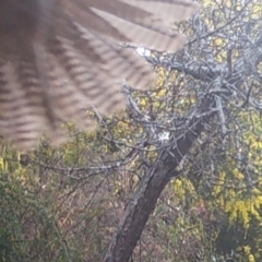 Tachyspiza fasciata at Mongarlowe, NSW - suppressed