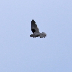 Elanus axillaris (Black-shouldered Kite) at Fyshwick, ACT - 15 Oct 2021 by RodDeb