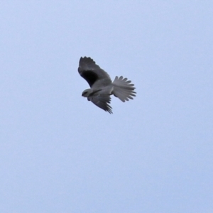 Elanus axillaris at Fyshwick, ACT - 15 Oct 2021