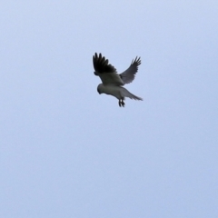 Elanus axillaris at Fyshwick, ACT - 15 Oct 2021