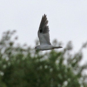 Elanus axillaris at Fyshwick, ACT - 15 Oct 2021