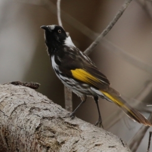 Phylidonyris niger X novaehollandiae (Hybrid) at Fyshwick, ACT - 15 Oct 2021