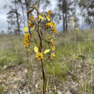 Diuris semilunulata at Throsby, ACT - suppressed