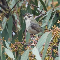 Melithreptus brevirostris (Brown-headed Honeyeater) at Coree, ACT - 16 Oct 2021 by wombey