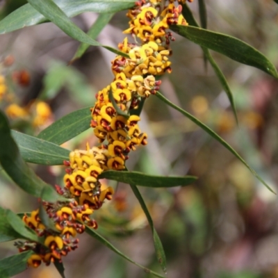 Daviesia mimosoides (Bitter Pea) at Mongarlowe River - 15 Oct 2021 by LisaH