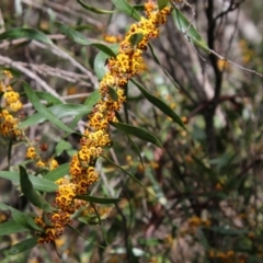 Daviesia mimosoides at Mongarlowe, NSW - 15 Oct 2021