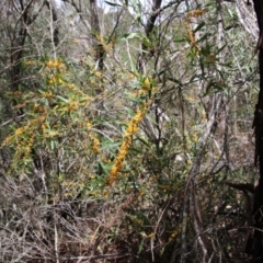 Daviesia mimosoides at Mongarlowe, NSW - 15 Oct 2021