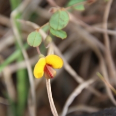 Bossiaea prostrata (Creeping Bossiaea) at Mongarlowe River - 15 Oct 2021 by LisaH