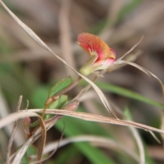 Bossiaea prostrata at Mongarlowe, NSW - 15 Oct 2021