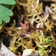 Acrididae sp. (family) (Unidentified Grasshopper) at Mongarlowe, NSW - 15 Oct 2021 by LisaH