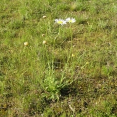 Brachyscome diversifolia var. diversifolia (Large-headed Daisy) at Yass River, NSW - 12 Oct 2021 by SueMcIntyre