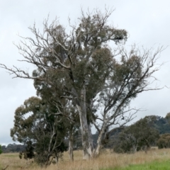 Eucalyptus rossii (Inland Scribbly Gum) at Throsby, ACT - 13 Oct 2021 by jbromilow50