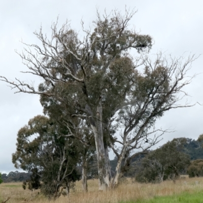 Eucalyptus rossii (Inland Scribbly Gum) at Throsby, ACT - 13 Oct 2021 by jbromilow50