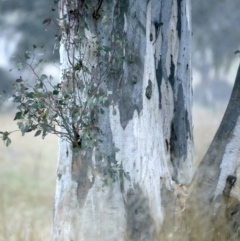 Eucalyptus rossii at Throsby, ACT - 13 Oct 2021