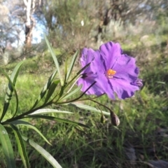 Solanum linearifolium (Kangaroo Apple) at Tuggeranong Hill - 22 Sep 2021 by michaelb