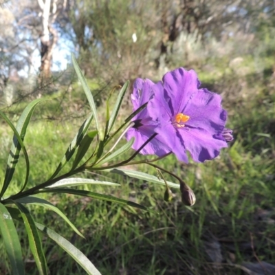 Solanum linearifolium (Kangaroo Apple) at Tuggeranong Hill - 22 Sep 2021 by michaelb