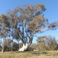 Eucalyptus rossii (Inland Scribbly Gum) at Theodore, ACT - 22 Sep 2021 by michaelb