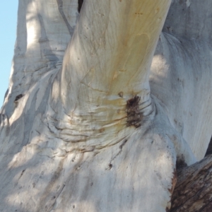 Eucalyptus rossii at Theodore, ACT - 22 Sep 2021