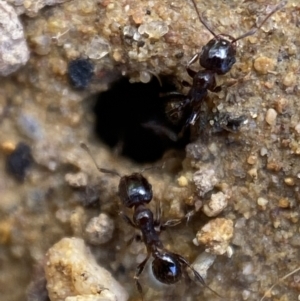 Pheidole sp. (genus) at Jerrabomberra, NSW - 16 Oct 2021