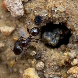 Pheidole sp. (genus) at Jerrabomberra, NSW - 16 Oct 2021