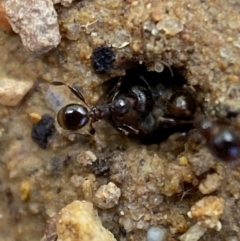 Pheidole sp. (genus) at Jerrabomberra, NSW - 16 Oct 2021