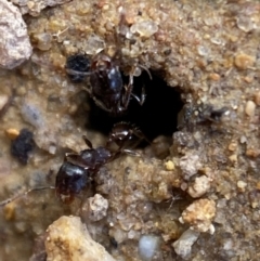 Pheidole sp. (genus) at Jerrabomberra, NSW - 16 Oct 2021