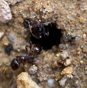 Pheidole sp. (genus) at Jerrabomberra, NSW - 16 Oct 2021